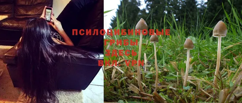 Галлюциногенные грибы Magic Shrooms  Нижняя Тура 